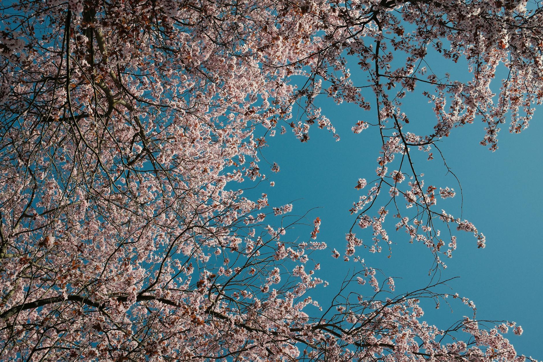 Cherry blossom trees in spring along a Berlin street with pink flowers