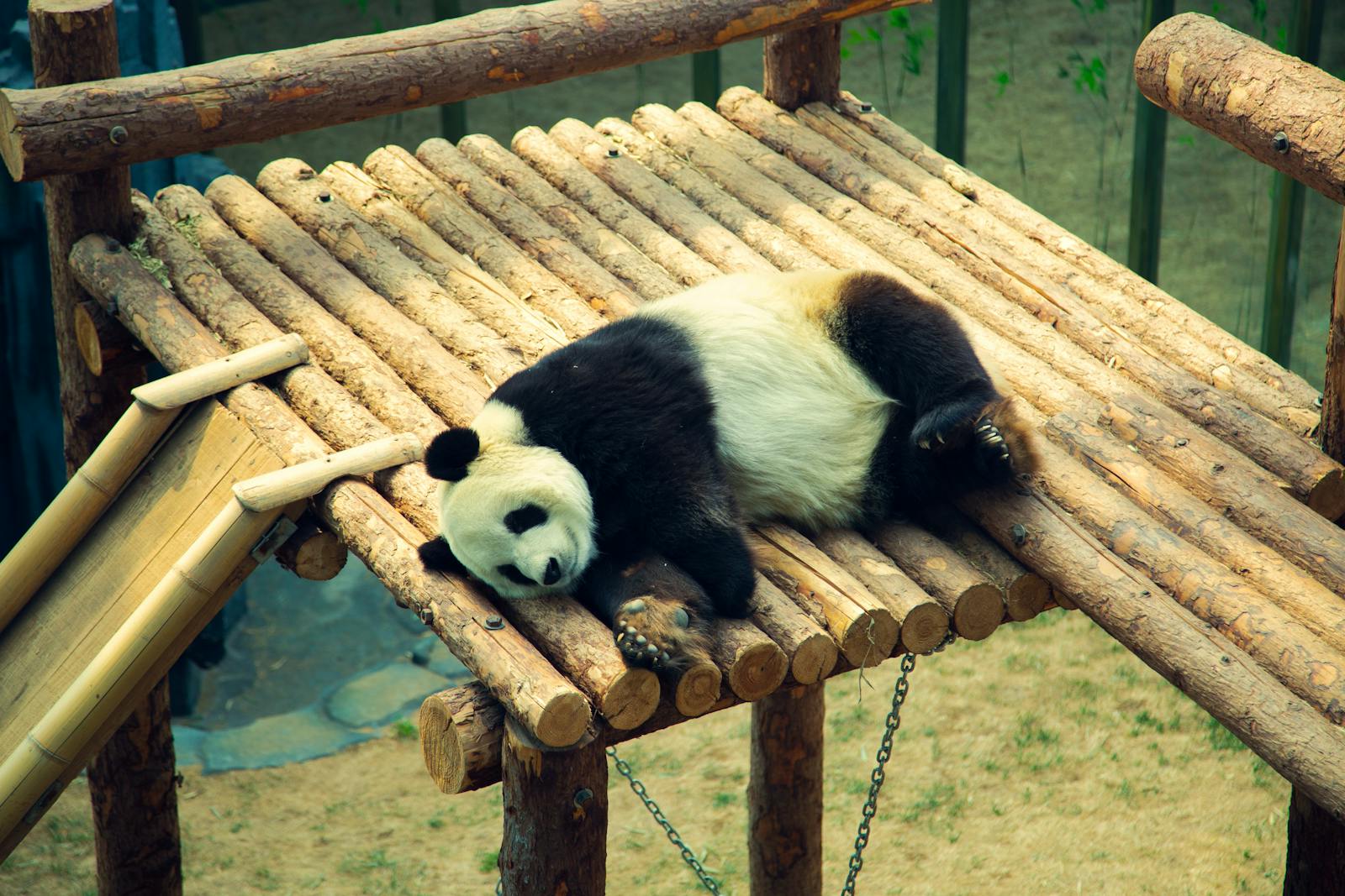 Giant panda resting on wooden platform