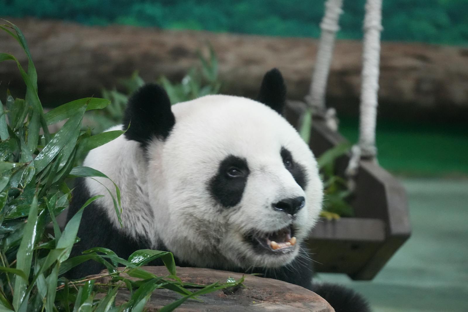 Giant panda chewing bamboo surrounded by greenery