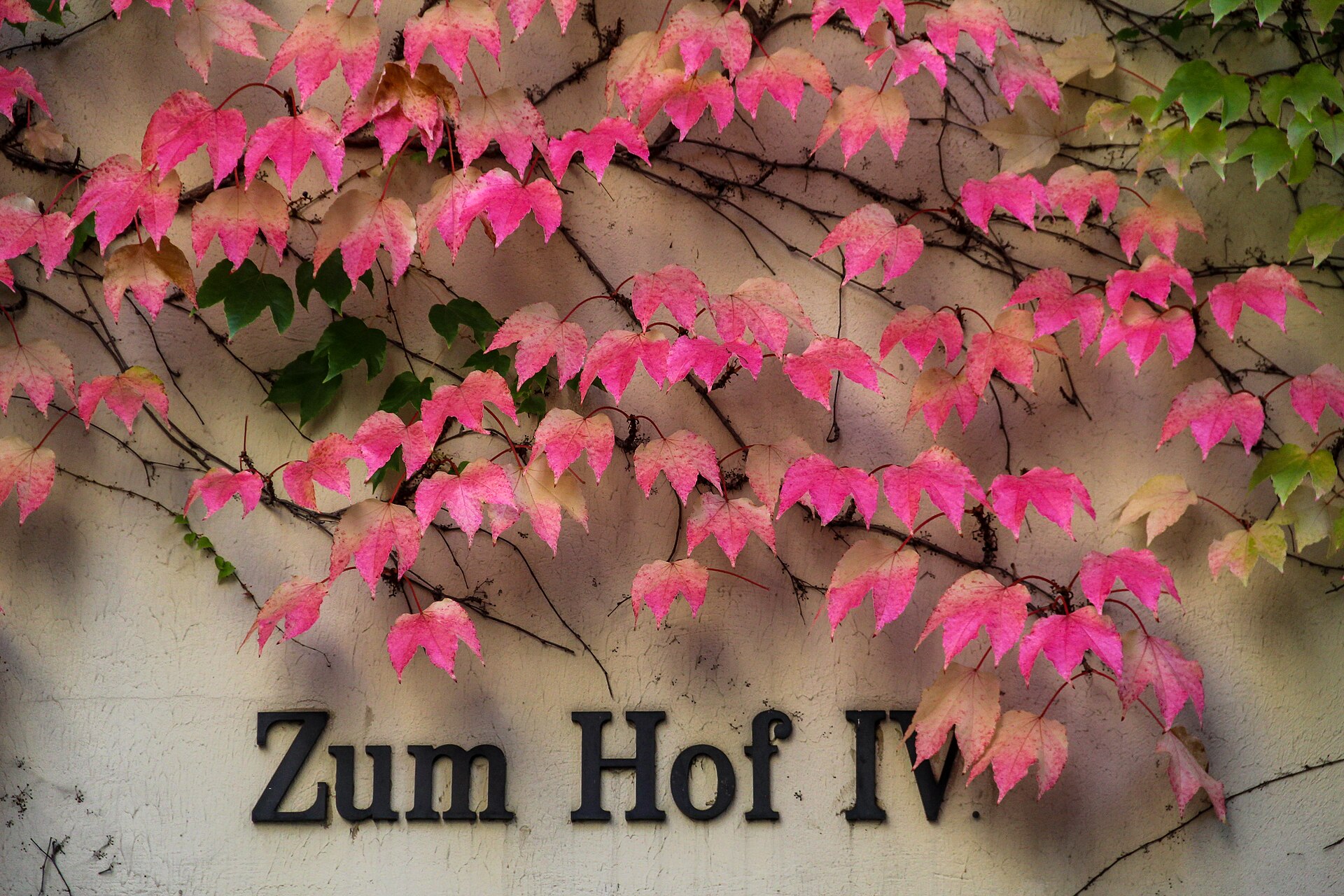A courtyard sign reading Zum Hof IV surrounded by pink autumn creeper on a Berlin wall